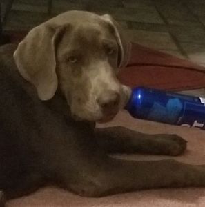 Meet your Posher, Jackie